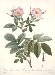 Rosa alpina laevis, graviert von Bessin, aus 